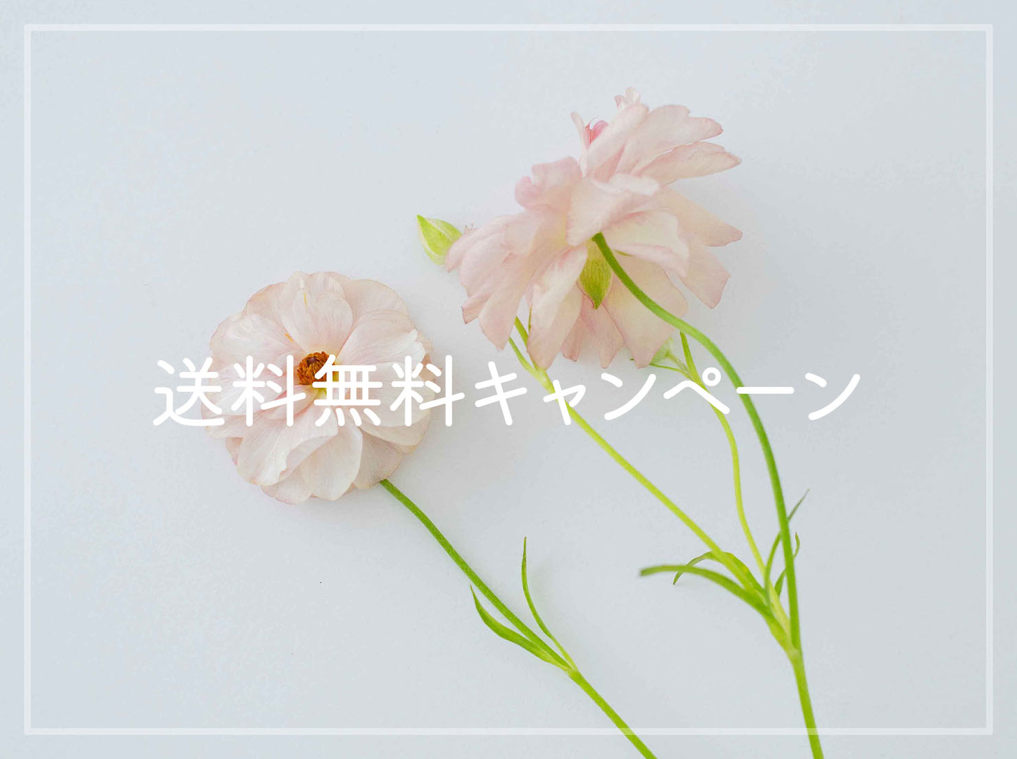 7/8(月)〜送料無料キャンペーン