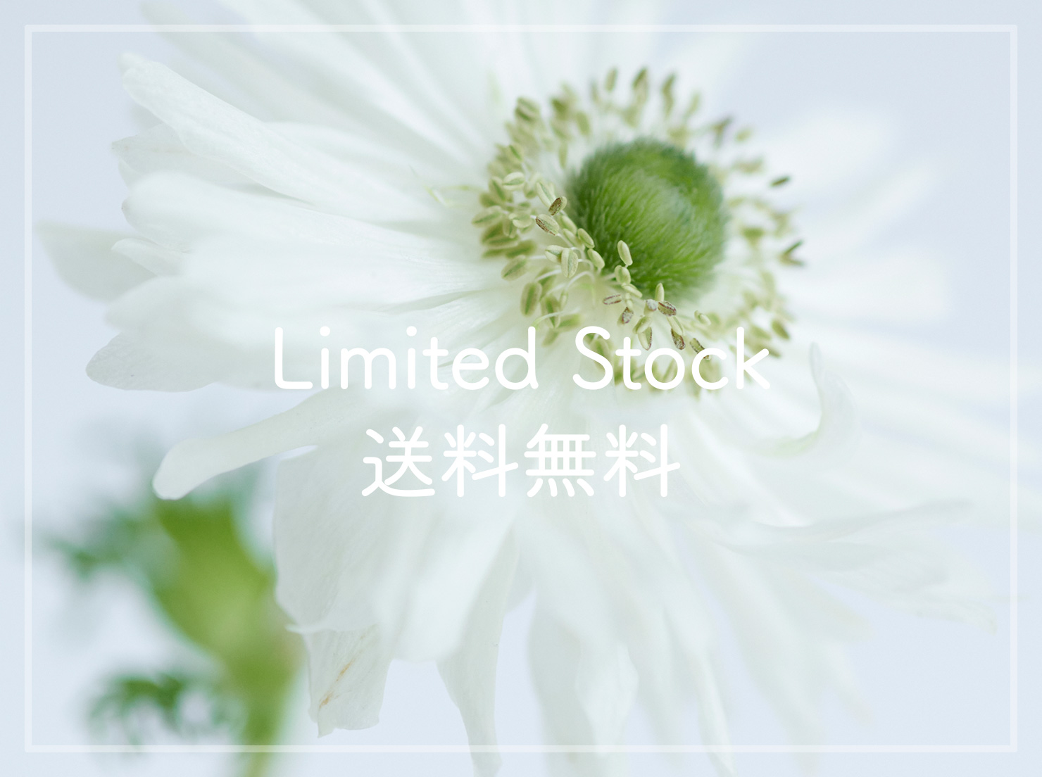 “limited stock”送料無料キャンペーン